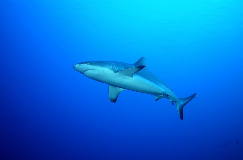 PF Fakarava janv 2012_028.jpg